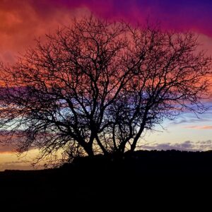 Arbre au crépuscule