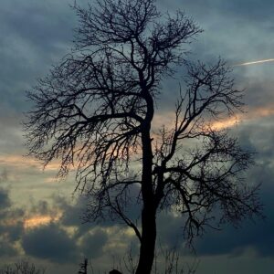 Arbre dénudé